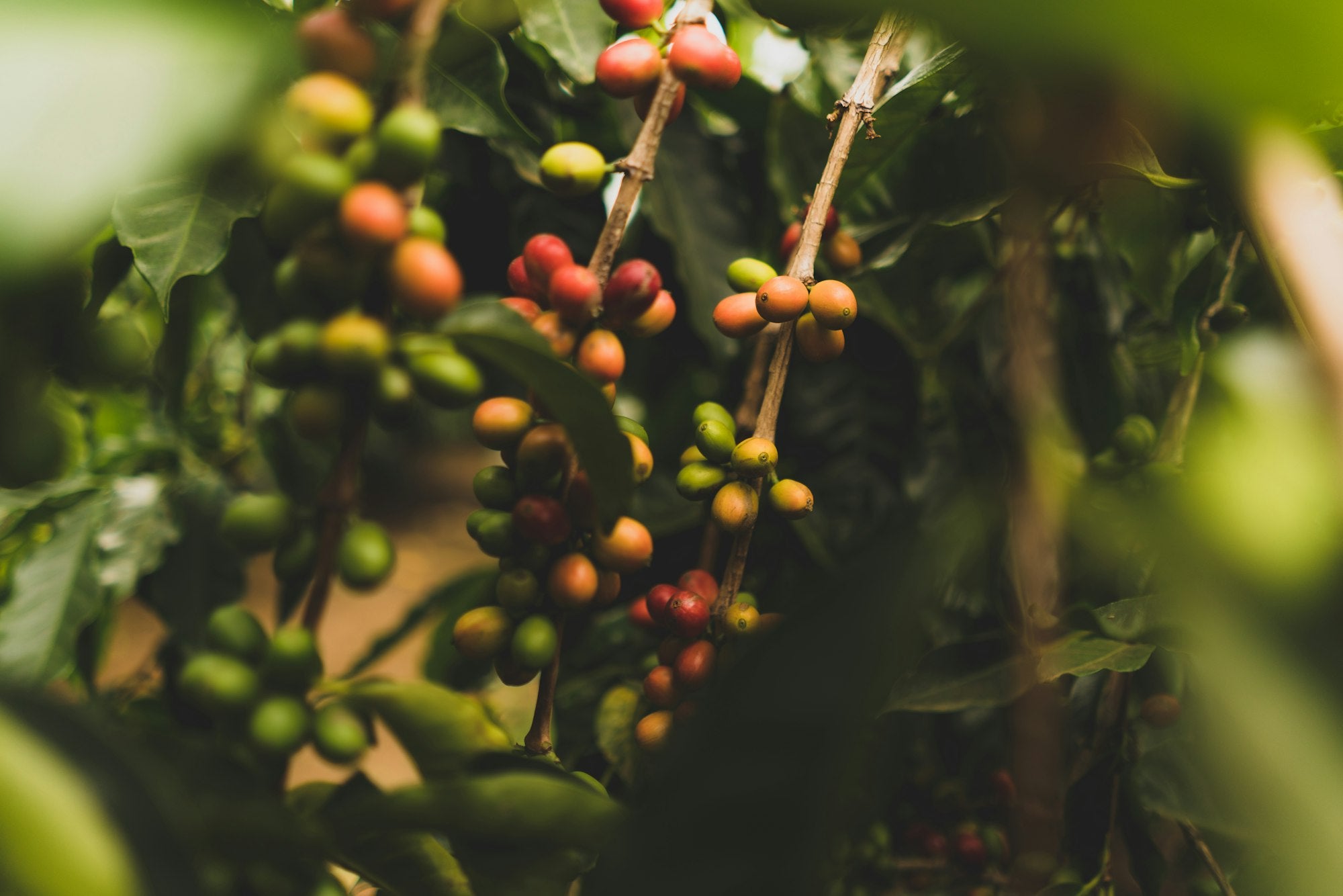 Ripe red and unripe green coffee cherries on the branch