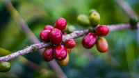 UDAYGIRI CASCARA — Coffee cherry tea